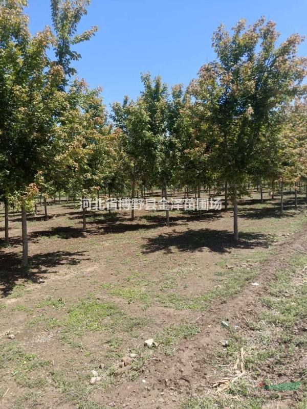 河北紅葉復葉槭 8-10-12公分紅葉復葉槭 批發(fā)基地