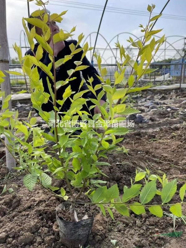 河北保定金葉榆小苗 5-70公分金葉榆杯苗 好栽培