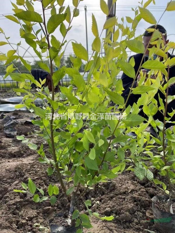 河北保定金葉榆小苗 5-70公分金葉榆杯苗 好栽培