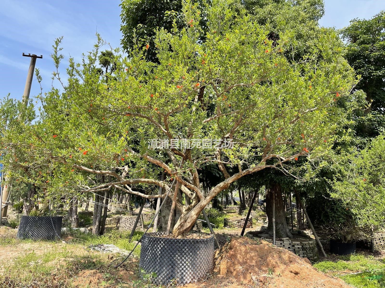 福建造型果石榴树桩