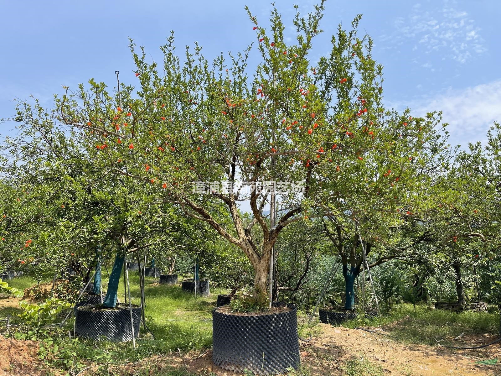 福建造型果石榴树桩