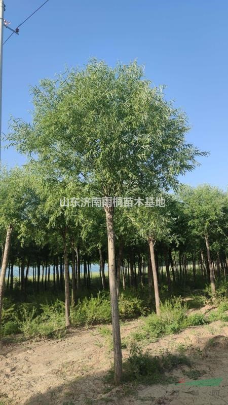 清地處理精品小葉饅頭柳
