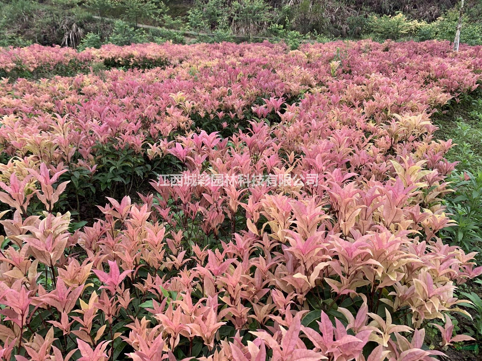 永福粉彩桂价格桂花新品种矮化可以做绿篱色块江西金溪苗木基地