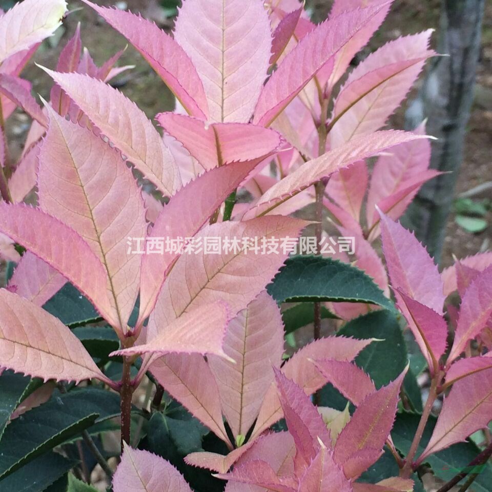 永福粉彩桂价格桂花新品种矮化可以做绿篱色块江西金溪苗木基地