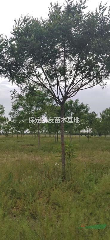 河北保定栾树 10-12公分北京栾树 自产自销