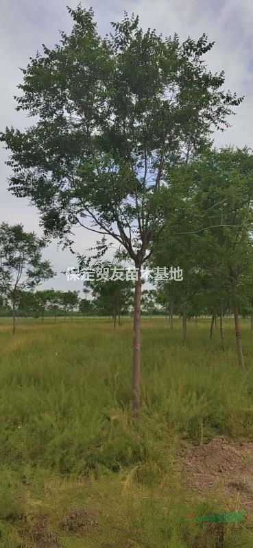 河北保定栾树 10-12公分北京栾树 自产自销