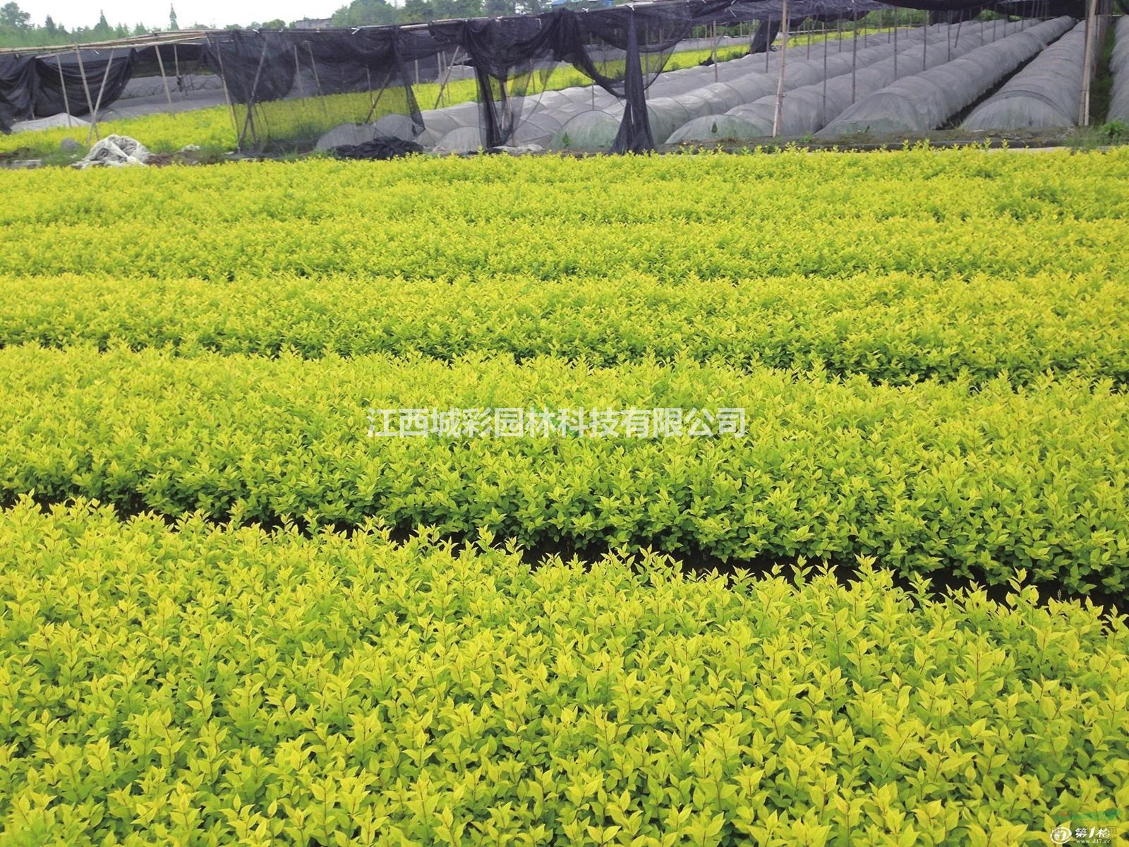 江西黄金女贞价格 2022年女贞新品种四季观叶可用于庭院丛植色块、绿篱