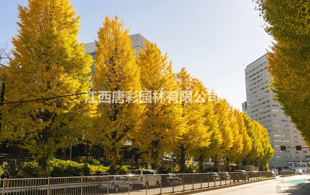 秋金杏对比银杏有什么区别秋金杏江西苗木基地价格便宜秋季观叶最佳乔木品种