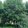  Four Seasons Cassia: Ground diameter 25-27cm