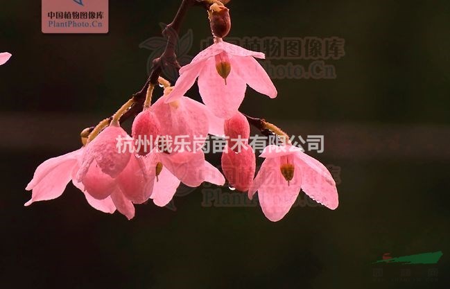 供应玢姬花小苗