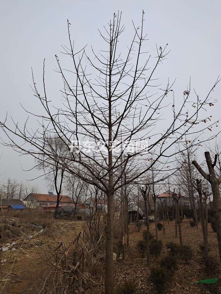 丹东银杏/银杏/特选/特一级/定值/精选/全国发货/