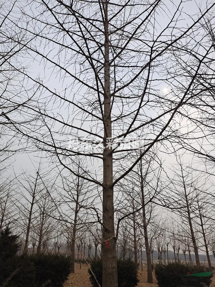 丹东银杏/银杏/特选/特一级/定值/精选/全国发货/