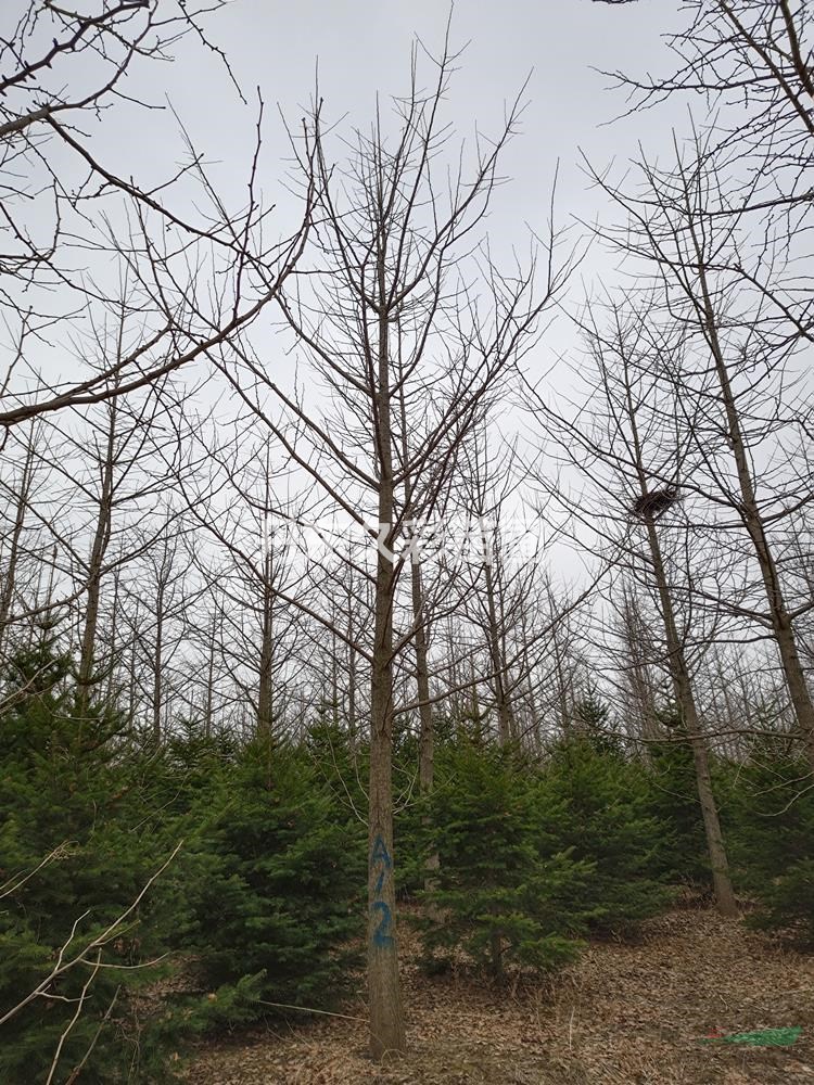 丹东银杏/银杏/特选/特一级/定值/精选/全国发货/