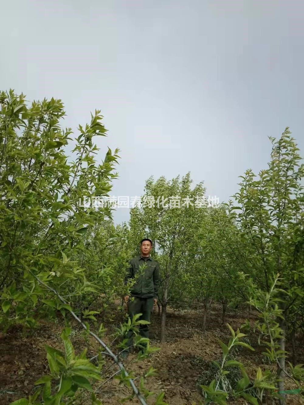 山西翅果油樹 運(yùn)城翅果油樹行情報(bào)價(jià)/山西翅果油樹 運(yùn)城翅果油樹圖片展示