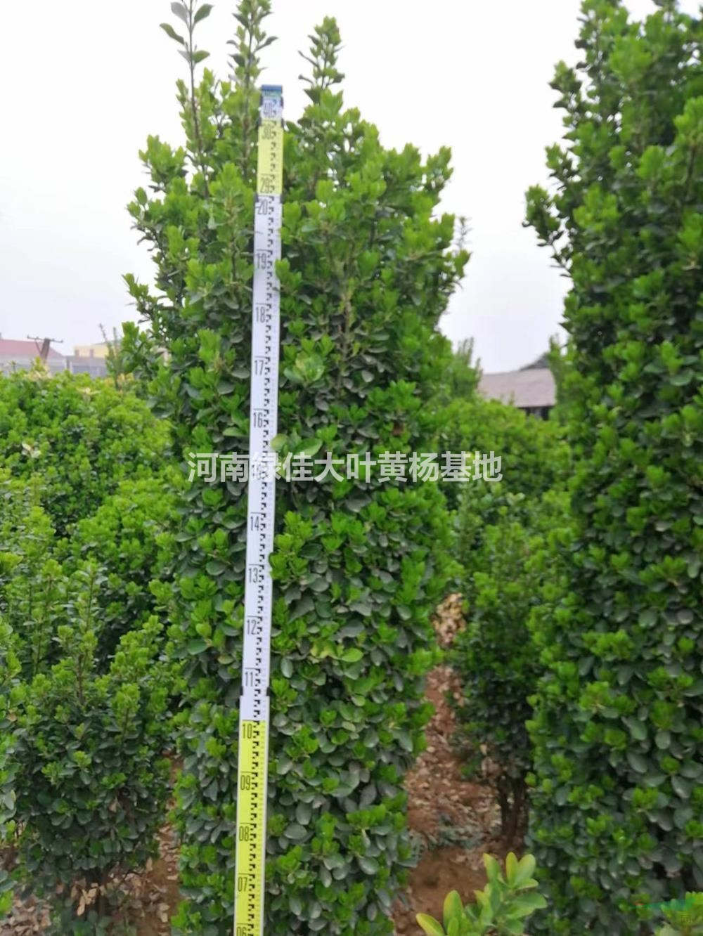 河南洛陽大葉黃楊柱哪里好/哪家便宜