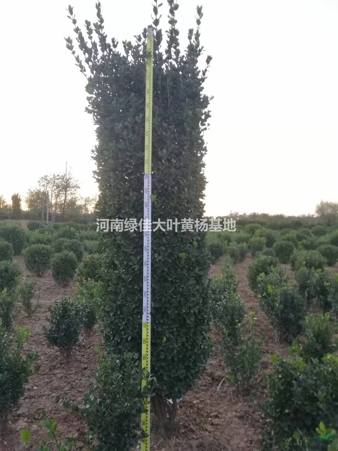 河南洛陽大葉黃楊柱哪里好/哪家便宜