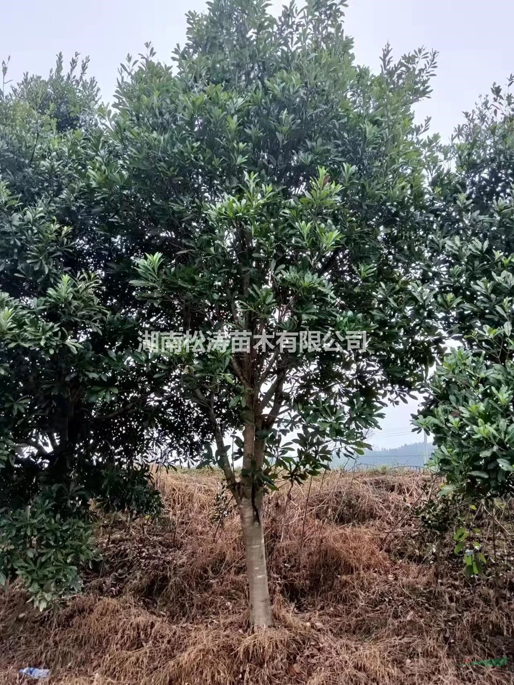 湖南高桿楊梅介紹/特征/用途