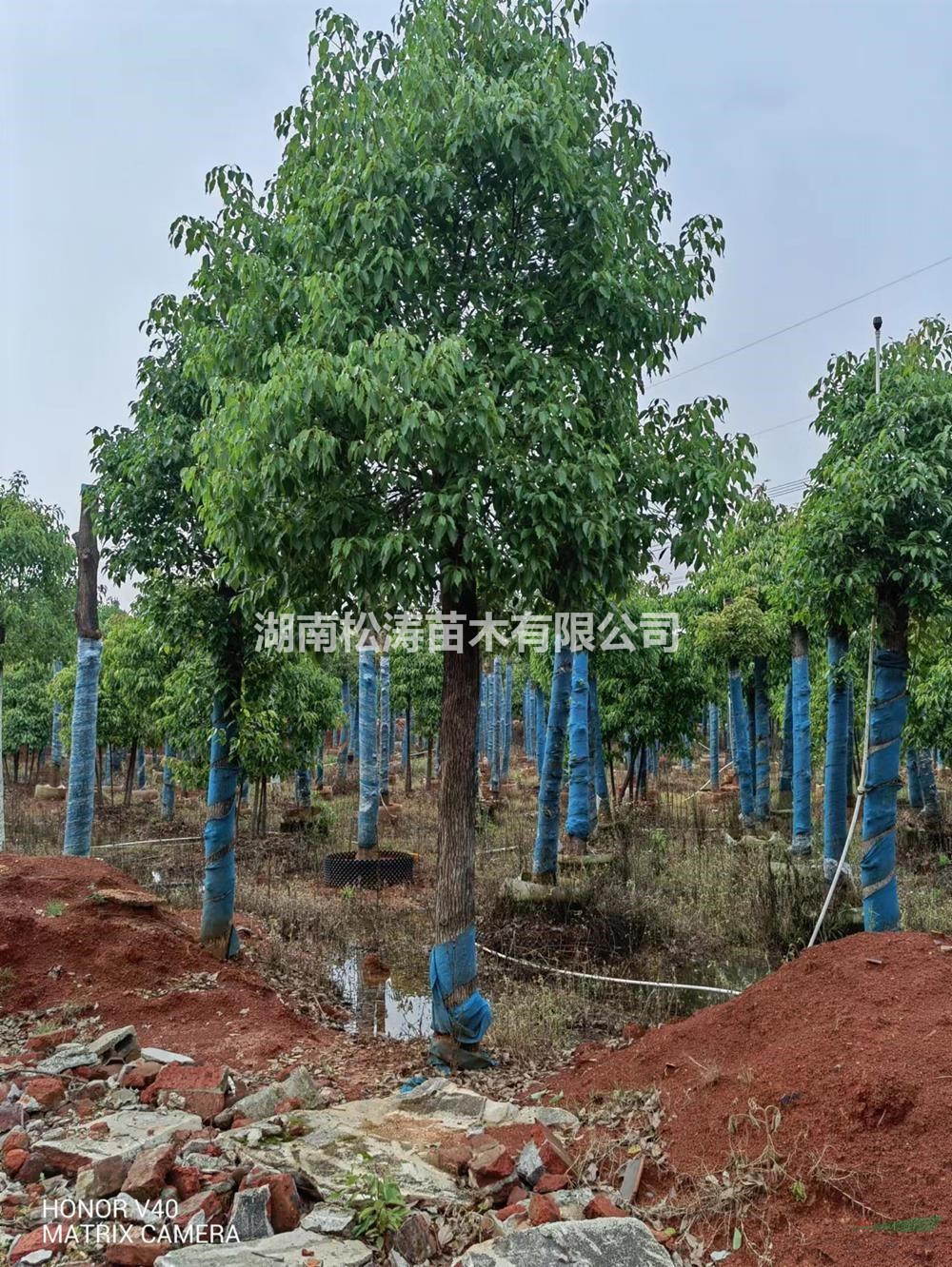 湖南容器香樟，香樟袋苗哪里好/哪家便宜