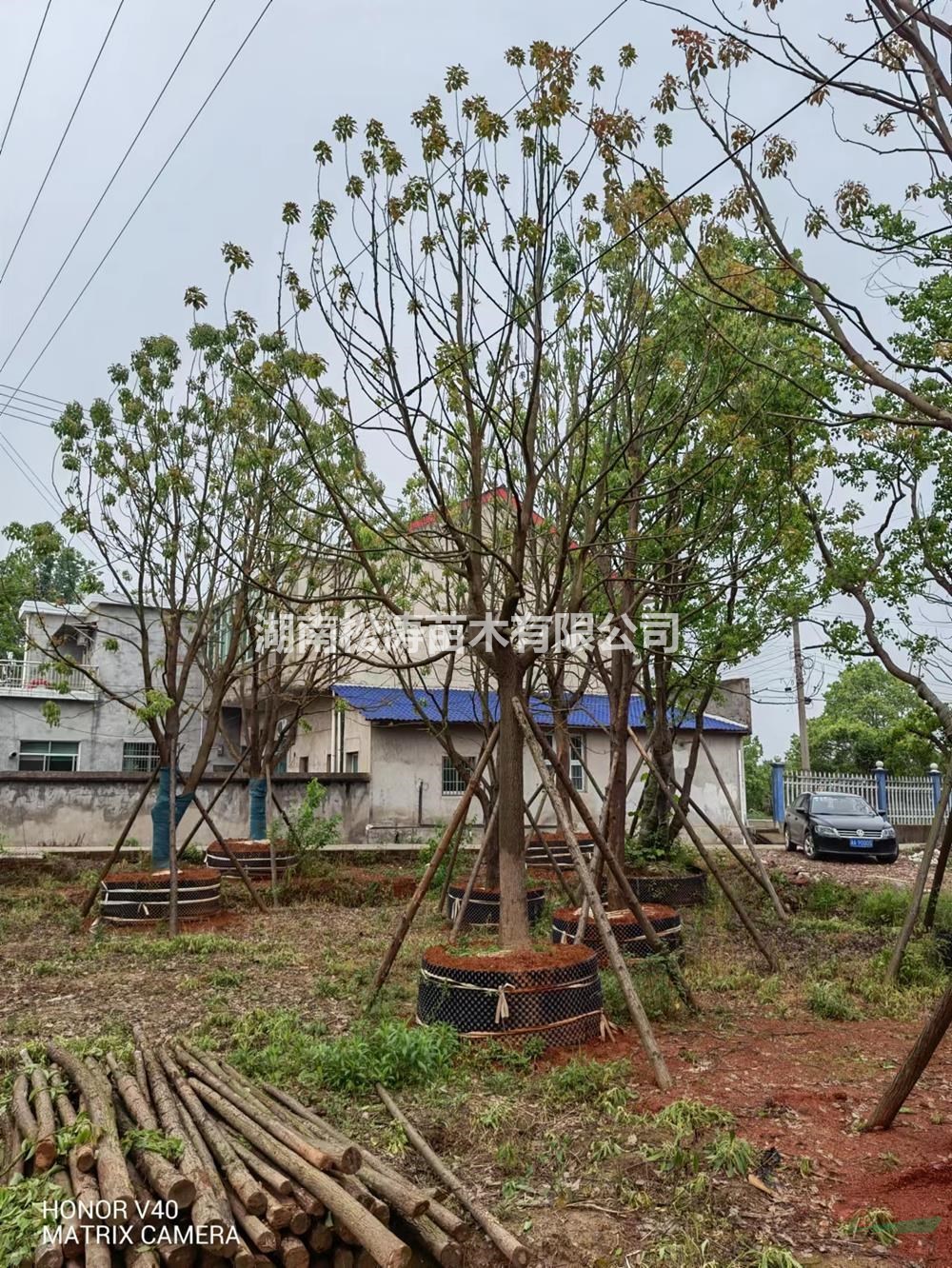 湖南供應容器香樟，香樟袋苗規(guī)格齊全