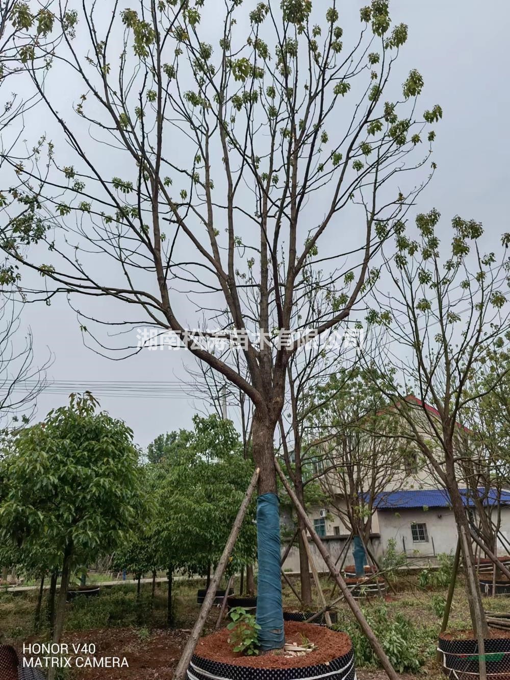 湖南供應容器香樟，香樟袋苗規(guī)格齊全