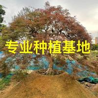 福建別墅庭院景觀樹羽毛楓批發(fā)/供應(yīng)