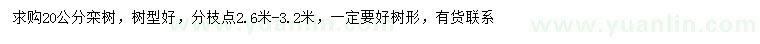 求購(gòu)20公分欒樹