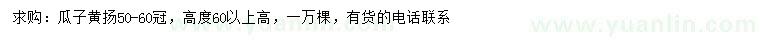 求購高60公分以上瓜子黃揚(yáng)