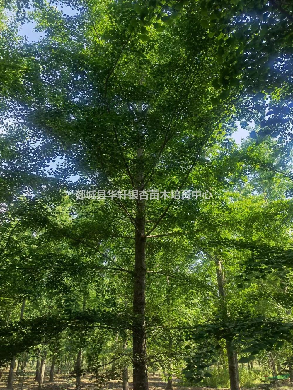 山東銀杏 精品銀杏樹(shù) 臨沂銀杏批發(fā)/供應(yīng)