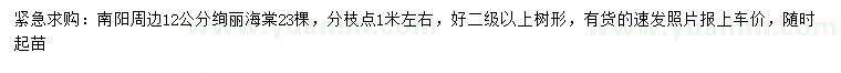 求購12公分絢麗海棠