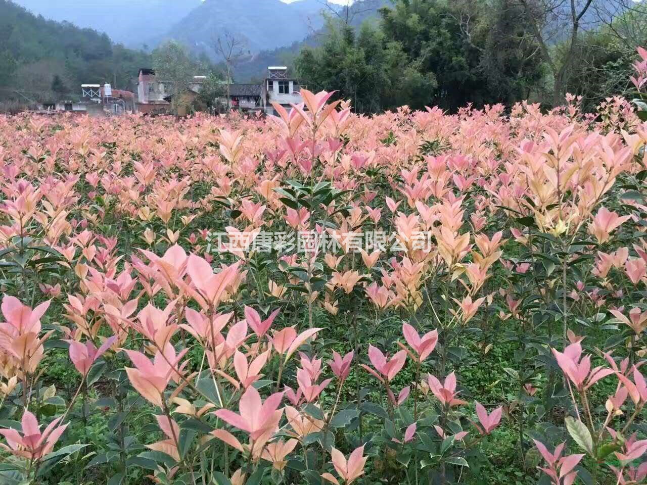 永福粉彩桂独家专利桂花新品种 江西供应矮彩桂高度40cm价格道路彩化值得推荐品种