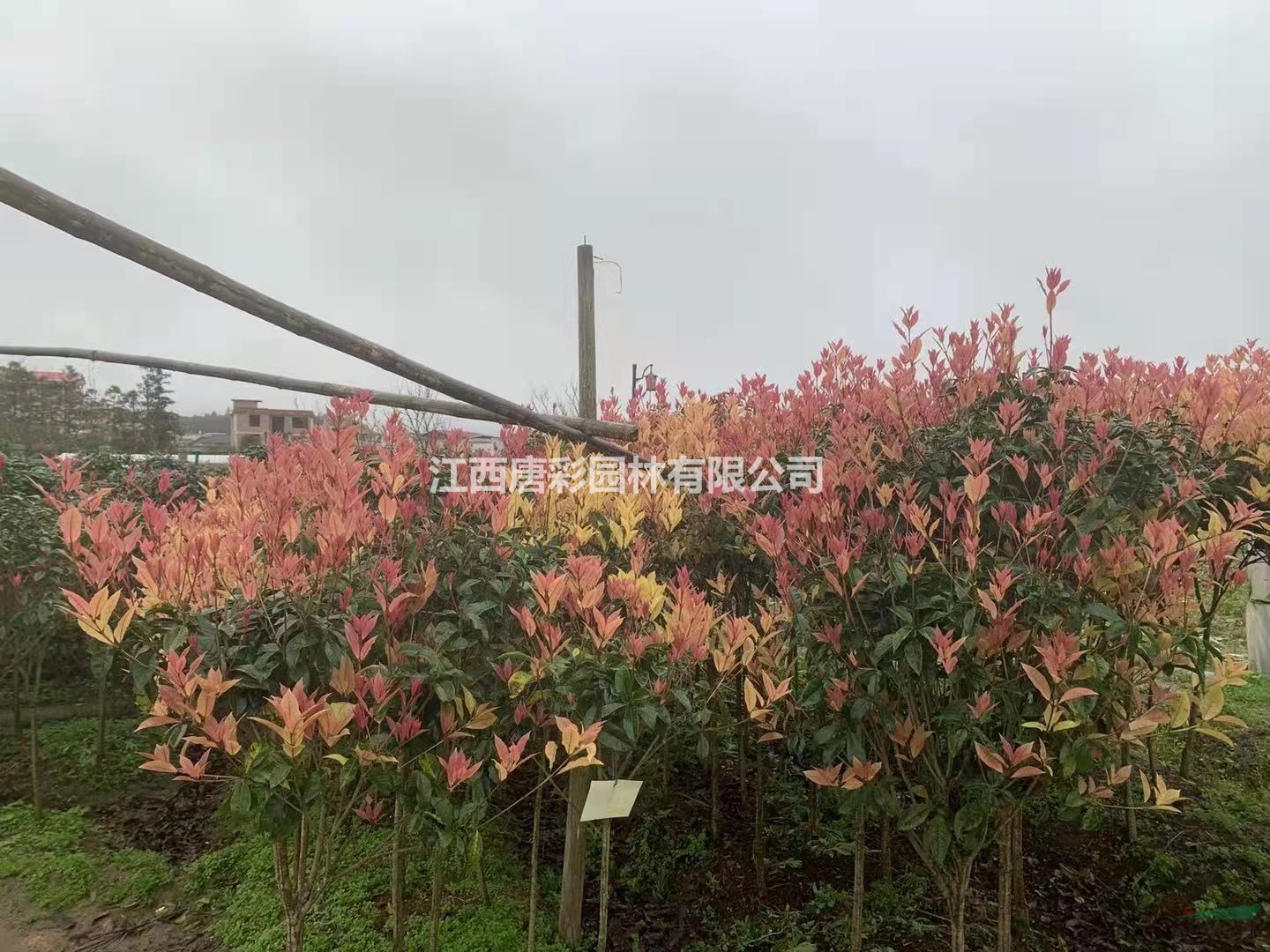 永福粉彩桂独家专利桂花新品种 江西供应矮彩桂高度40cm价格道路彩化值得推荐品种