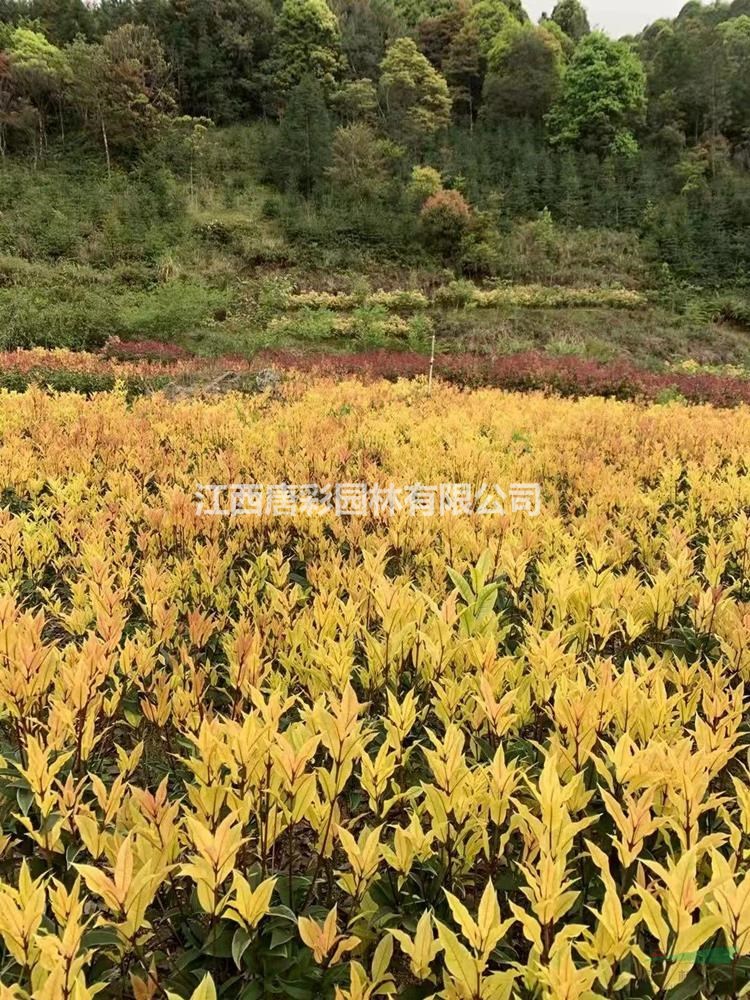 朝阳金钻彩桂对比红叶石楠有什么区别江西抚州园林苗木色块朝阳金钻彩桂独家矮彩桂专利品种