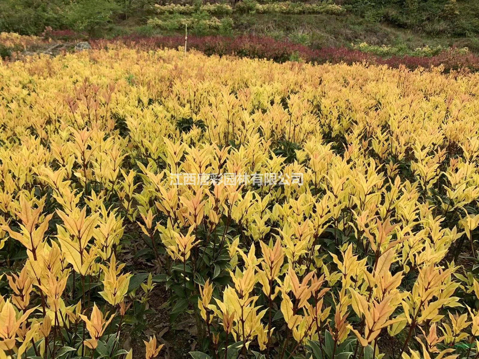 朝阳金钻彩桂对比红叶石楠有什么区别江西抚州园林苗木色块朝阳金钻彩桂独家矮彩桂专利品种