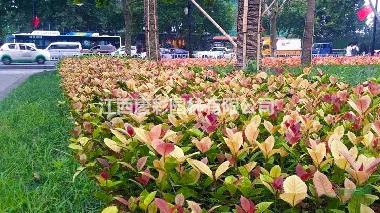 朝阳金钻彩桂对比红叶石楠有什么区别江西抚州园林苗木色块朝阳金钻彩桂独家矮彩桂专利品种