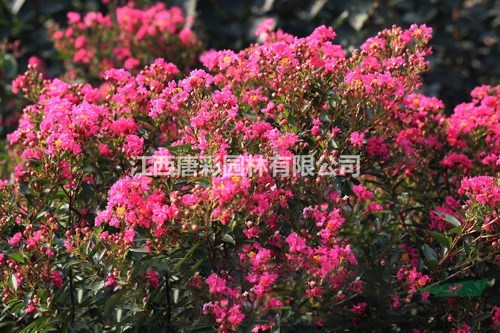 “湘西红”紫薇绽放粉色系浪漫 江西新品种紫薇研发湘西红紫高度20-40公分薇价格