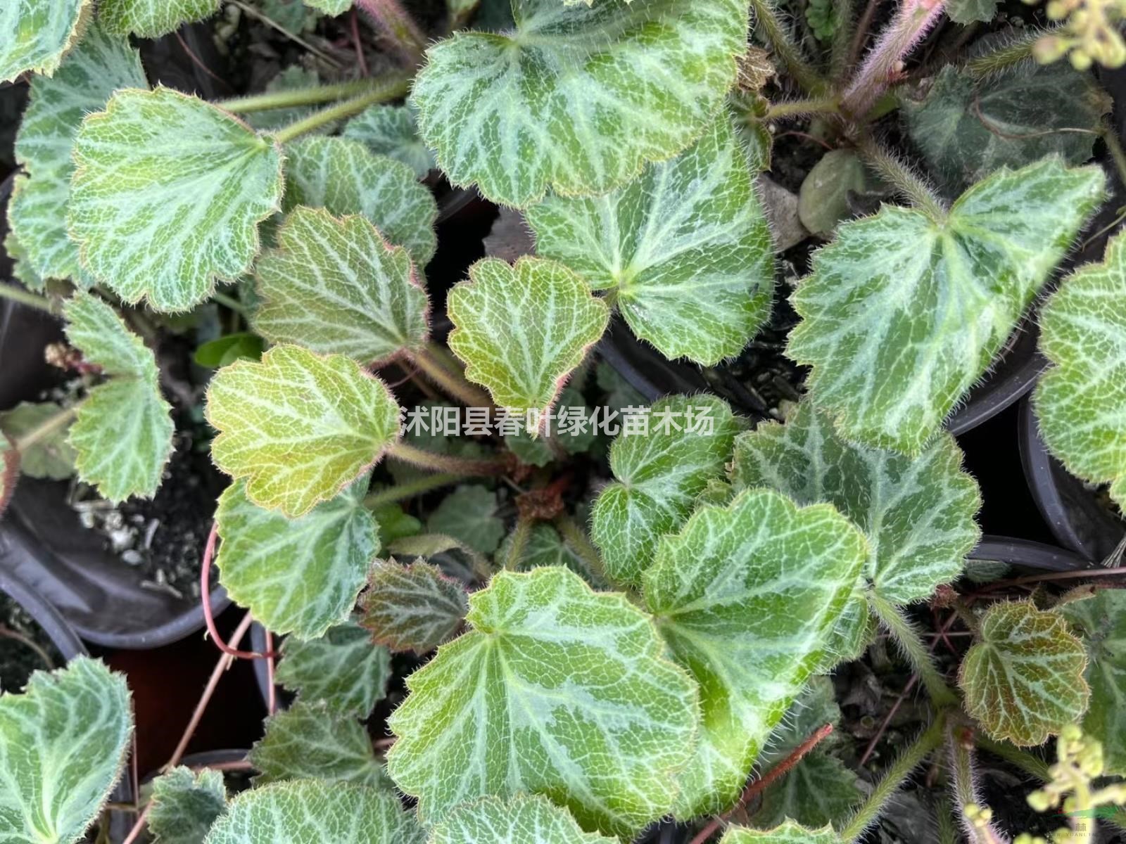 虎耳草價(jià)格虎耳草基地虎耳草產(chǎn)地虎耳草批發(fā)虎耳草杯苗