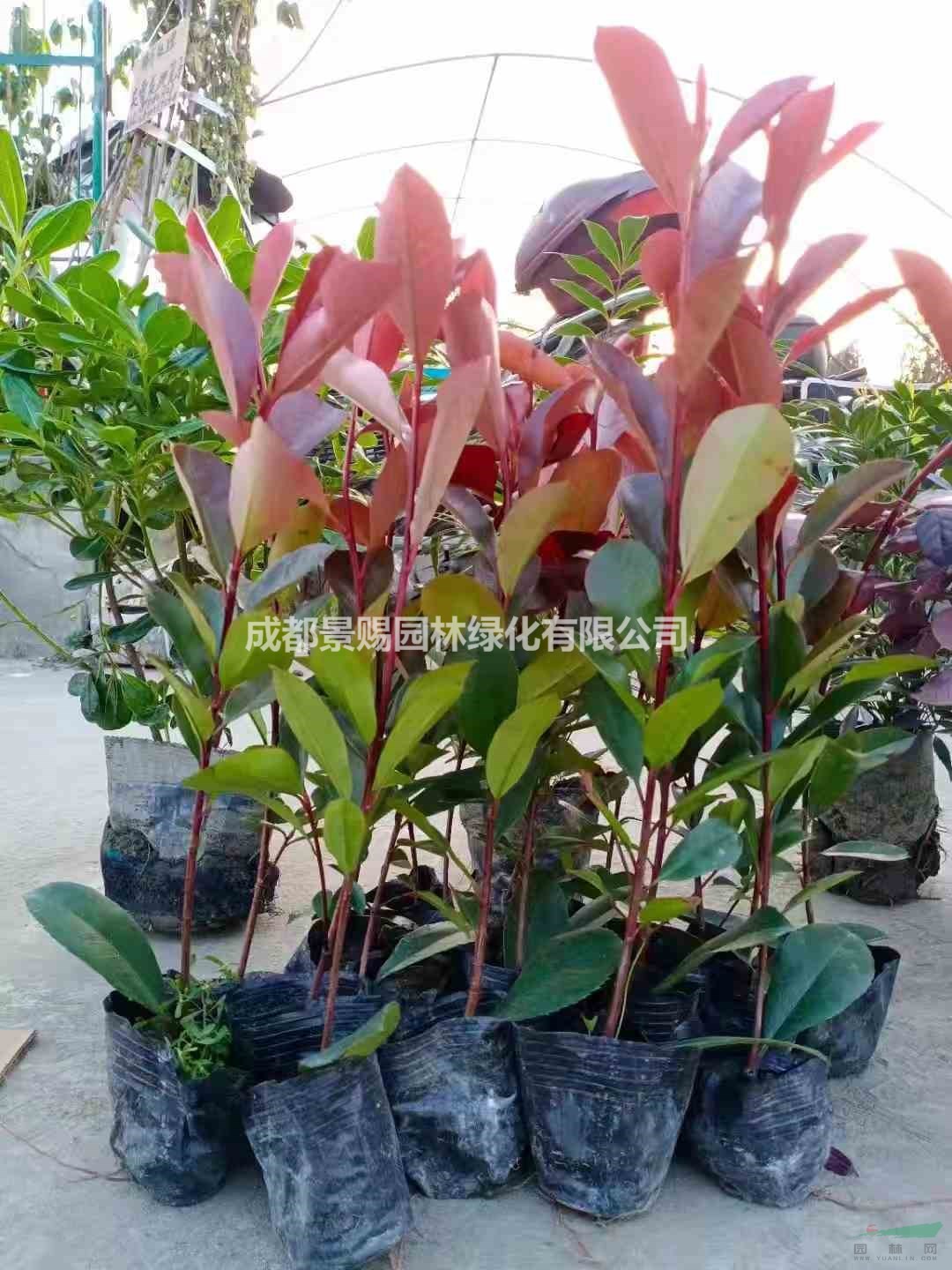 紅葉石楠杯苗，紅葉石楠批發(fā)，紅葉石楠種植