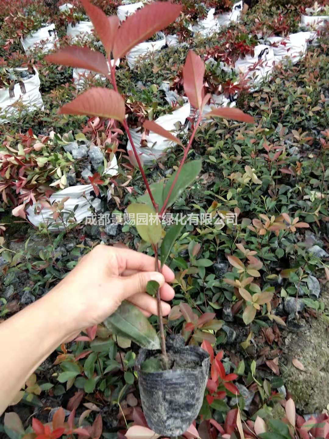 紅葉石楠杯苗，紅葉石楠批發(fā)，紅葉石楠種植