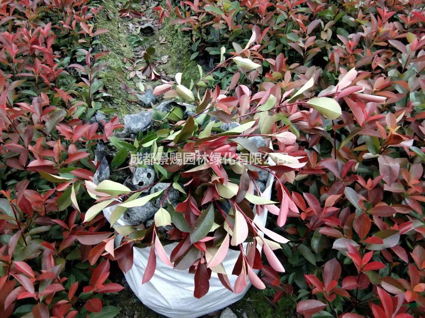 紅葉石楠杯苗，紅葉石楠批發(fā)，紅葉石楠種植