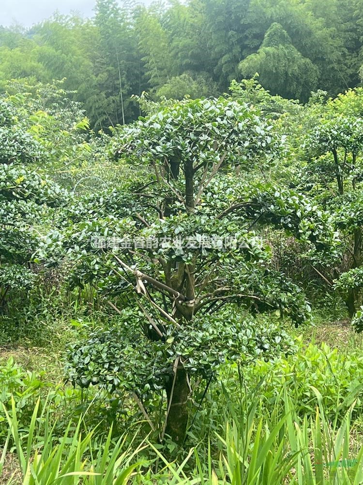 福建地區(qū)-造型無(wú)刺枸骨