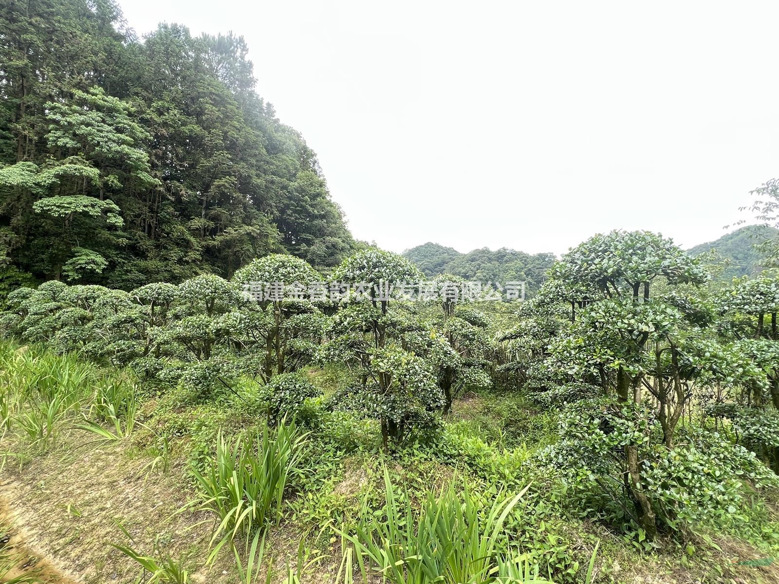 福建地區(qū)-造型無(wú)刺枸骨