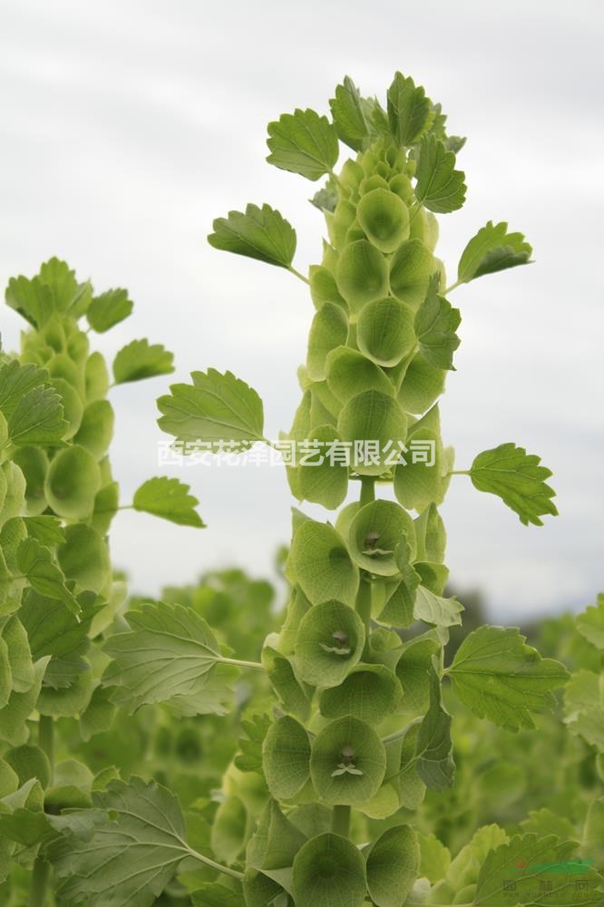 貝殼花種子