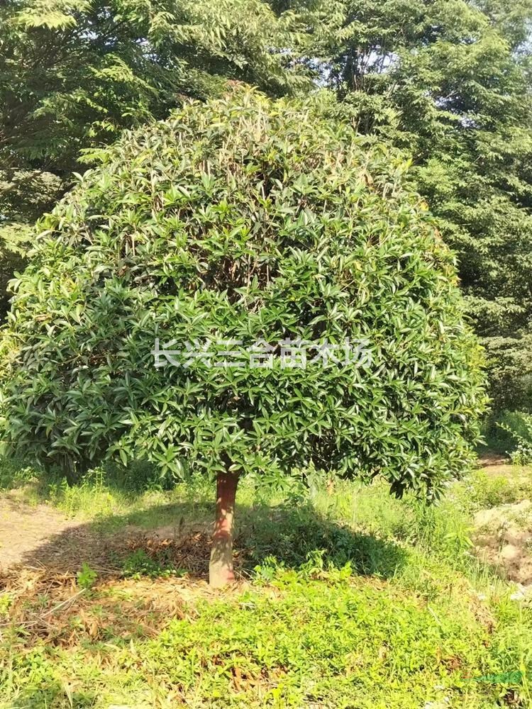 精品桂花3··4米蓬徑大量
