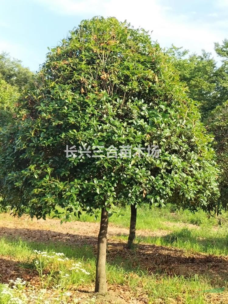 精品桂花3··4米蓬徑大量