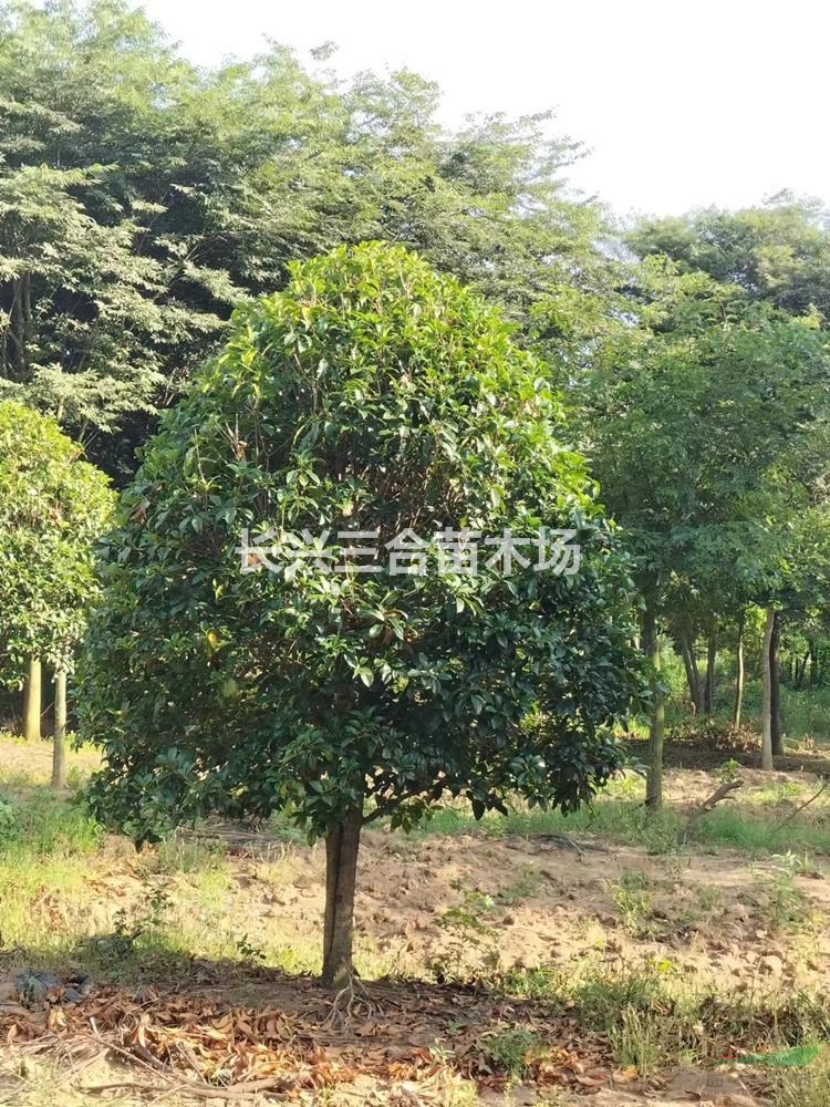 精品桂花3··4米蓬徑大量