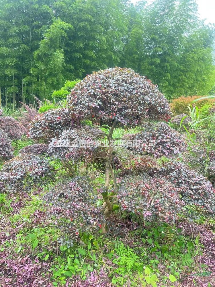 【供應(yīng)】福建地區(qū)-造型紅花檵木-基地直供