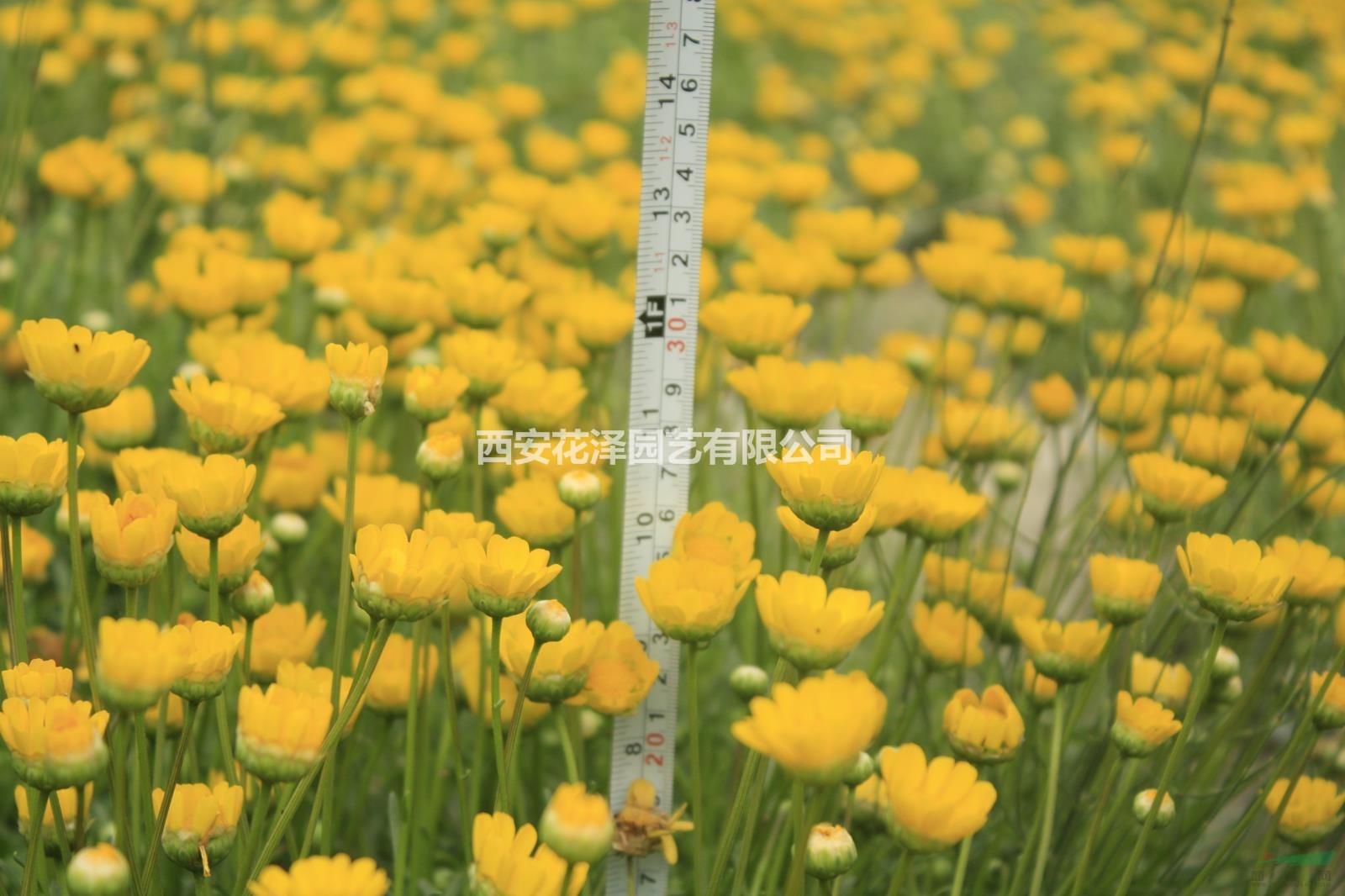 黃晶菊種子