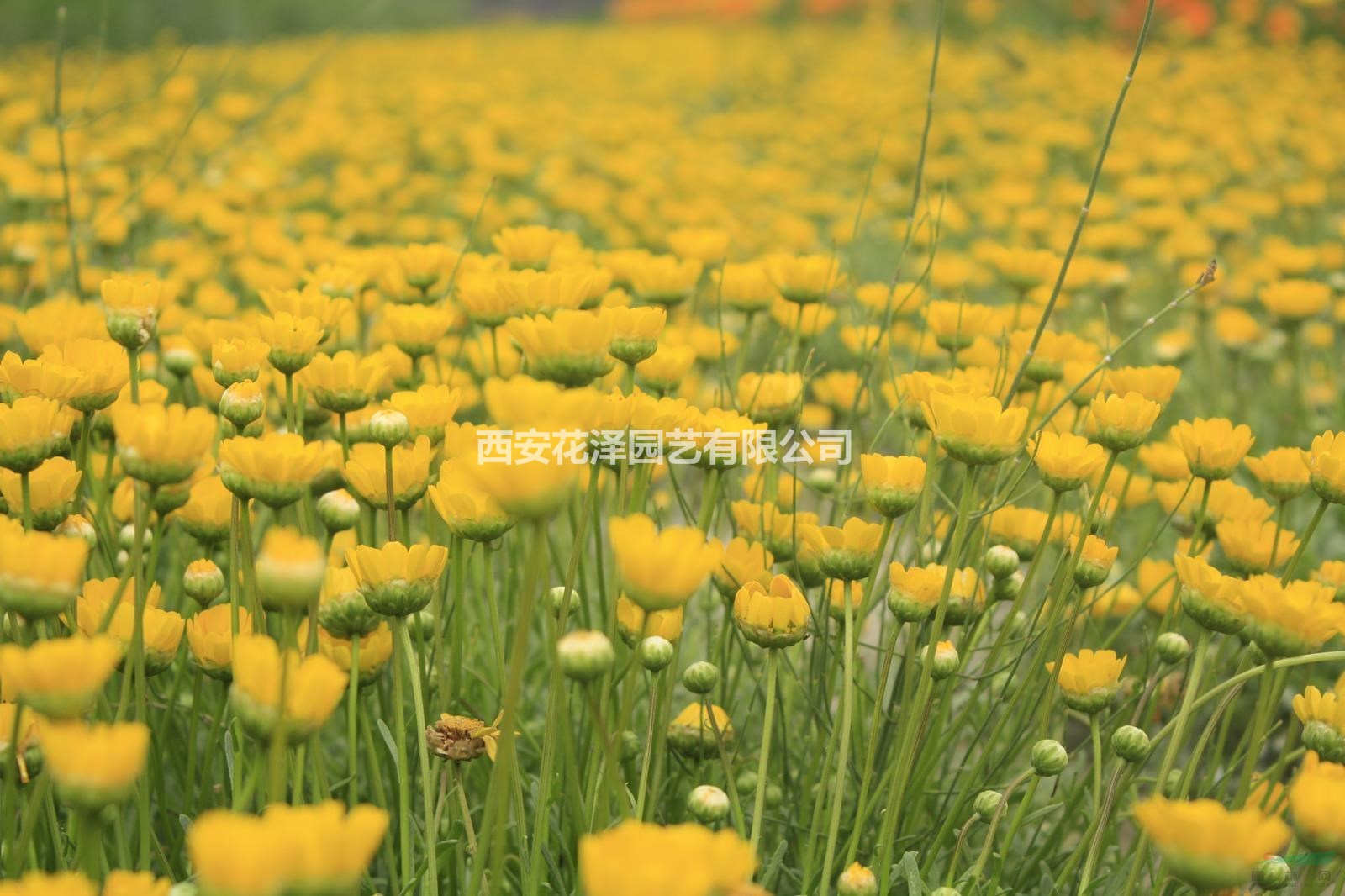 黃晶菊種子