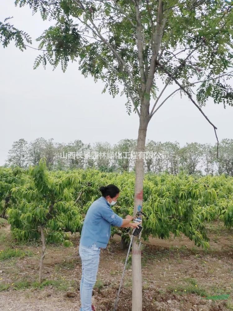 香花槐價格，10公分香花槐，12公分香花槐多少錢