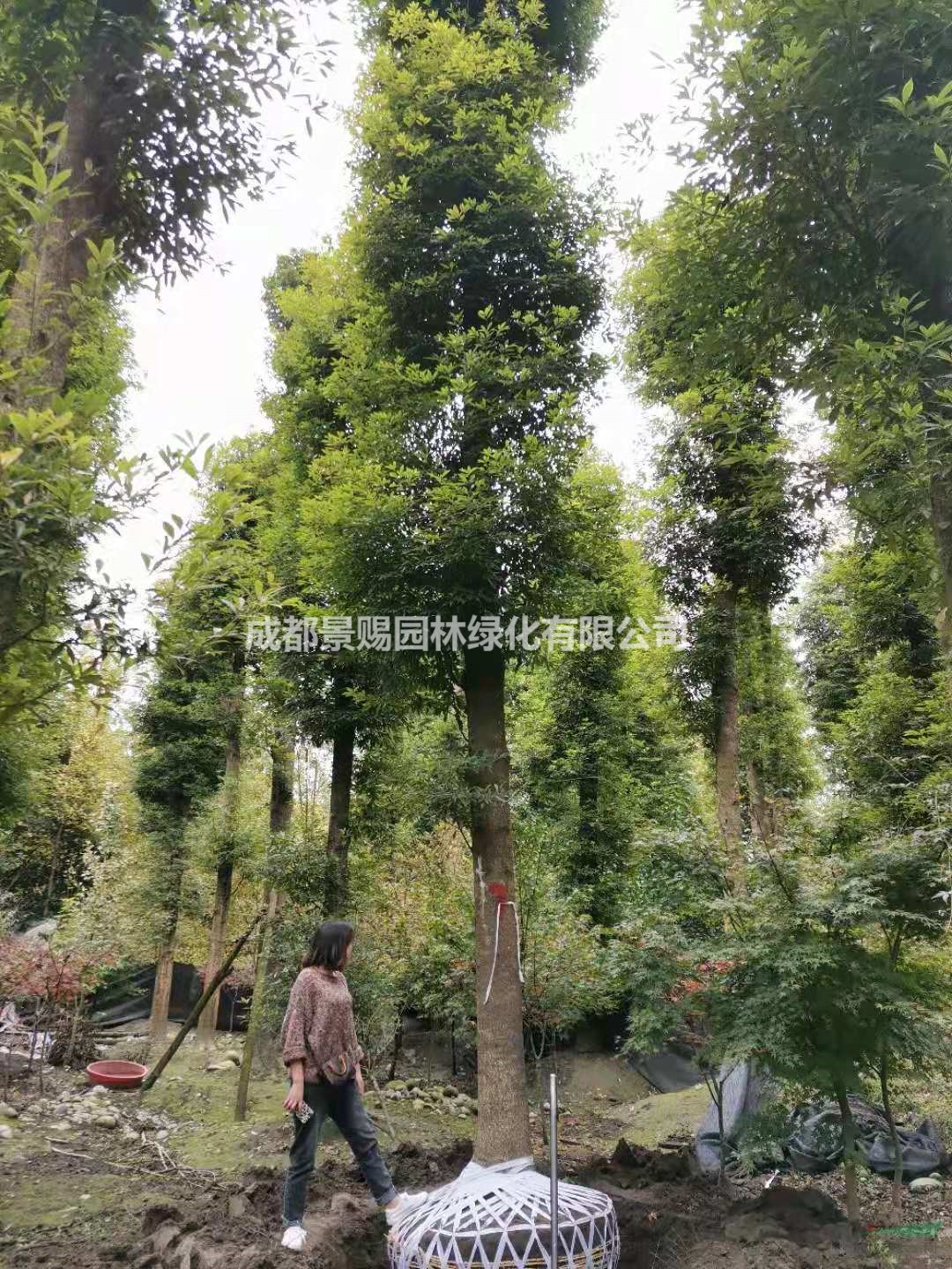 精品桢楠树，桢楠全冠苗，好种植的桢楠